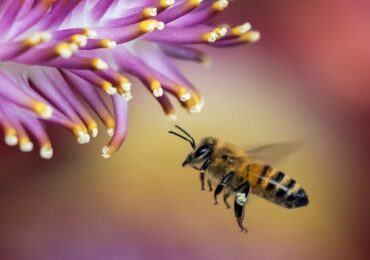 Facts About the Honeybee, the Official State Bug of New Jersey