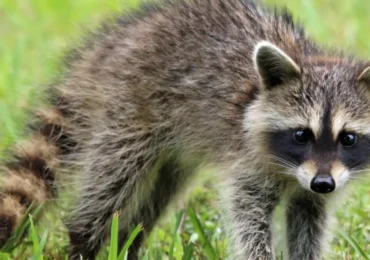 Sick raccoon symptoms signs of distemper and more